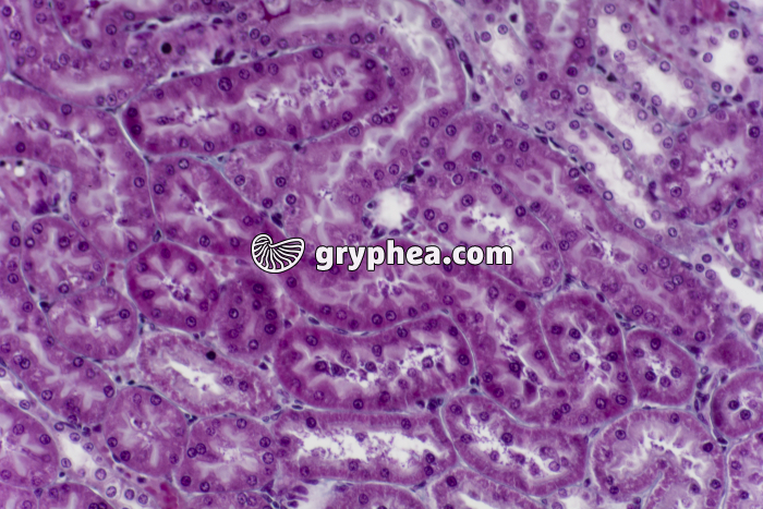 Rein tubules urinaires x100 - gryphea.com